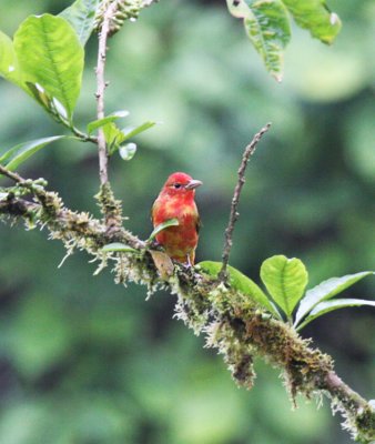 Summer Tanager