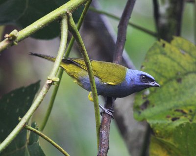 Blue-capped Tanager