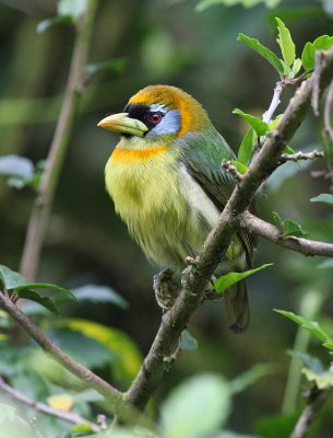 Red-headed Barbet female