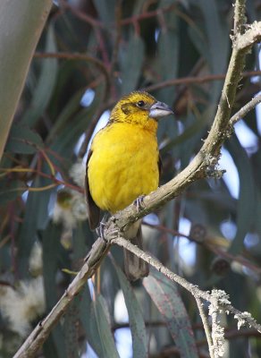 Southern yellow Grossbeak