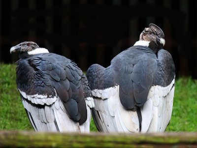 Andean Condors