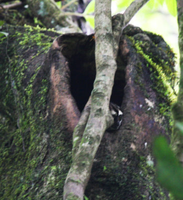 Owl Monkey