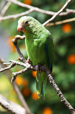 Cobalt-winged Parakeet