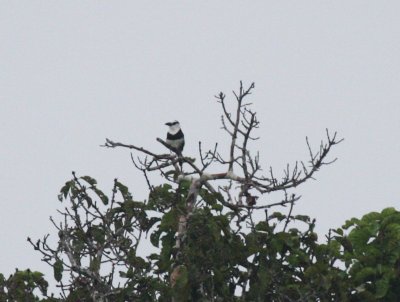 White-necked Puffbird