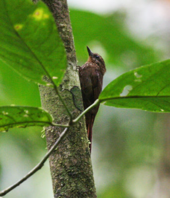 Wedge-billed Woodcreeper