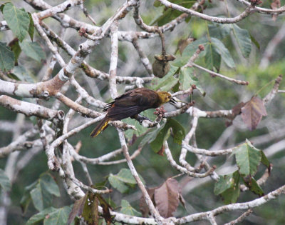 Russet-backed Oropendola