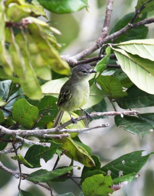 Slender-footed Tyrannulet