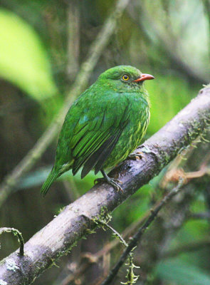 Orange-breasted Fruiteater