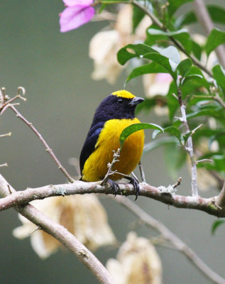 Yellow-crowned Euphonia
