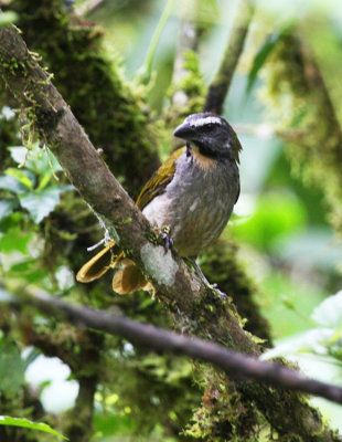 Buff-throated Saltator