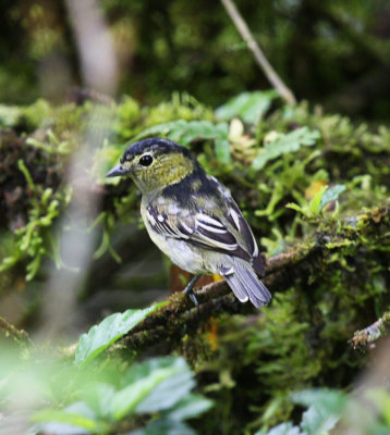 Barred Becard