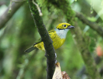 Silver-throated Tanager
