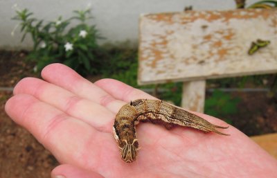 Butterfly larva