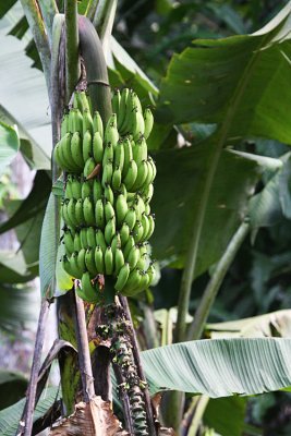 Bananas