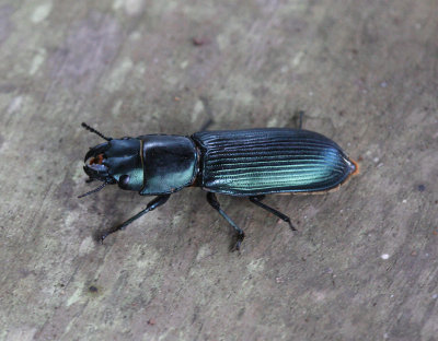 Beetle