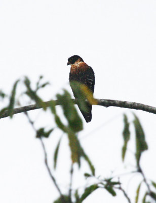 Orange-breasted Falcon