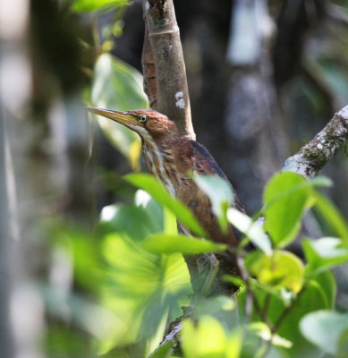 Least Bittern