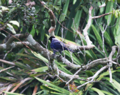 Violaceous Jay