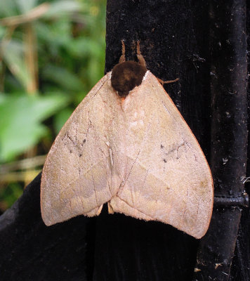 Moth