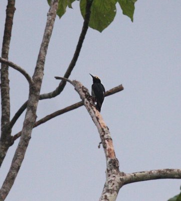 Yellow-tufted Woodpecker