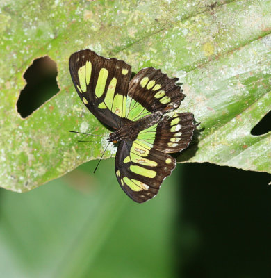 Green Malachite Butterfly