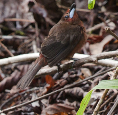 Silver-beaked Tanager