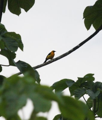 Oriole Blackbird