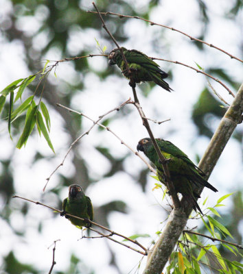 Dusky-headed Parakeet