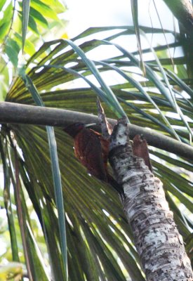 Scale-breasted Woodpecker