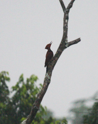 Cream-colored Woodpecker