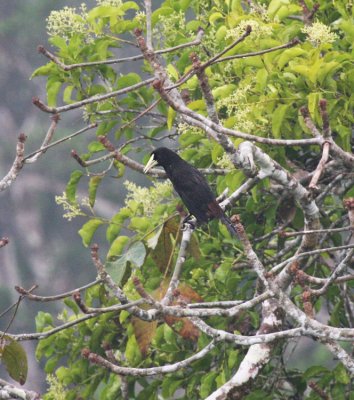 Crested Oropendola