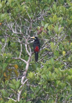 Many-banded Aracari