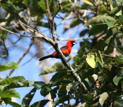 Masked Crimson Tanager