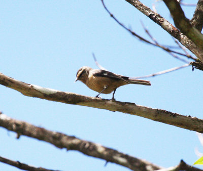 Cinereous Conebill