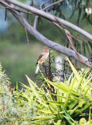 White-tailed Shrike-Tyrant