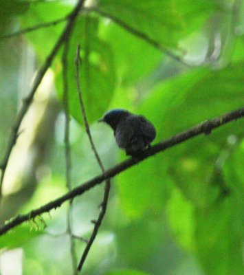 Blue-crowned Manakin