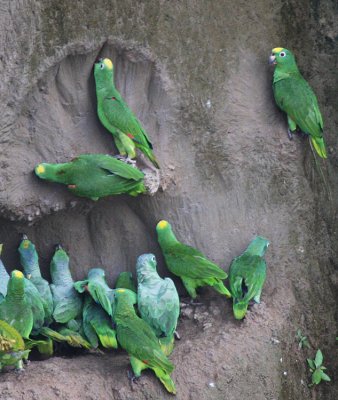 Yellow-crowned Parrots