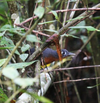 Immaculate Antbird