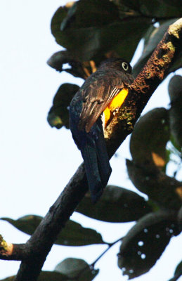 Black-headed Trogon