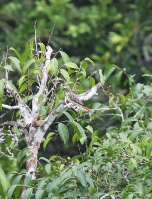 Sulphur-bellied Flycatcher