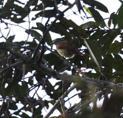 Rufous-tailed Flatbill