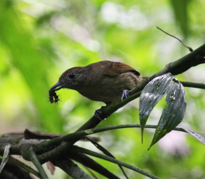 Plain-winged Antshrike