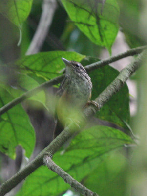 Warbling Antbird
