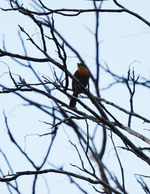 Tanager-finch