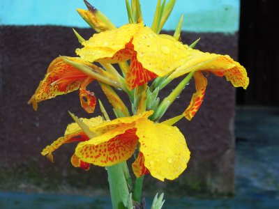 flower