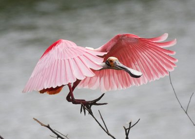 Roseate Spoonbill