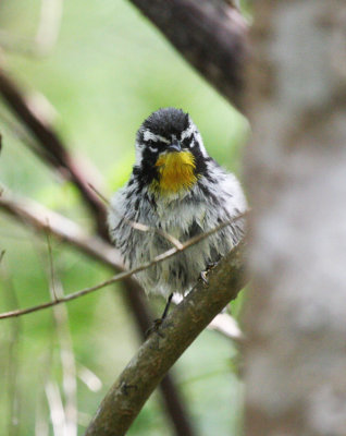 Yellow-throated Warbler