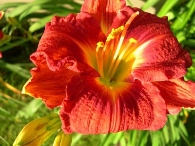 My Day Lilies