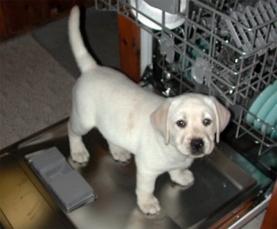 Who, me in the dishwasher?