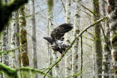 Young Eagle along Skagit River
